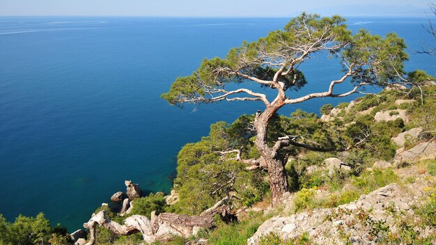 Photo un arbre sur une falaise surplombant l'océan