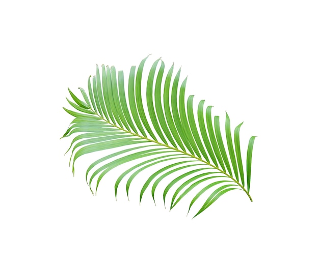 Arbre de feuille de palmier vert tropical isolé sur blanc