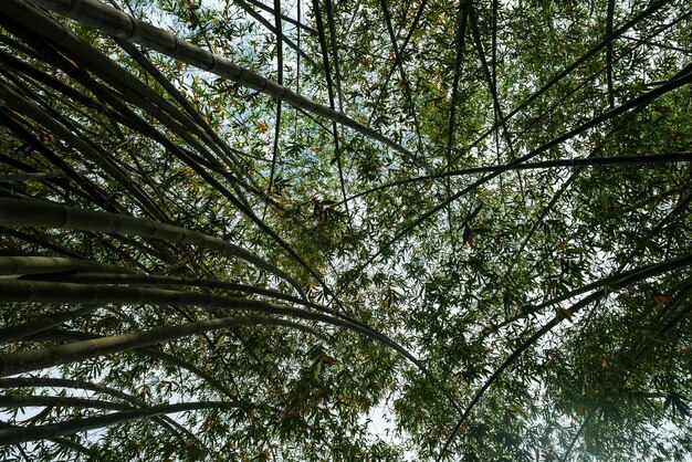 Arbre et feuilles de bambou asiatique