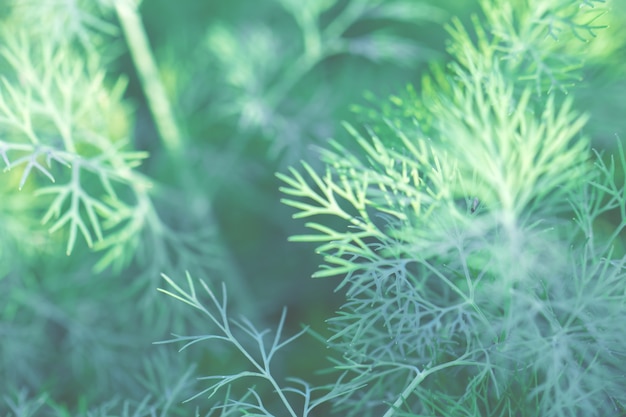 Arbre feuilles bokeh pour le fond de la nature