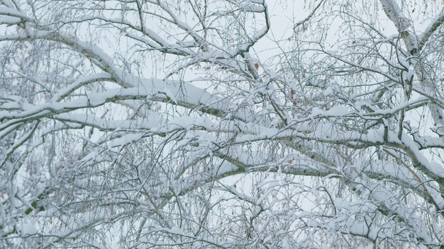 Arbre à feuilles caduques comme le bouleau nu et sans feuilles couvert de neiges les branches gelent les feuilles