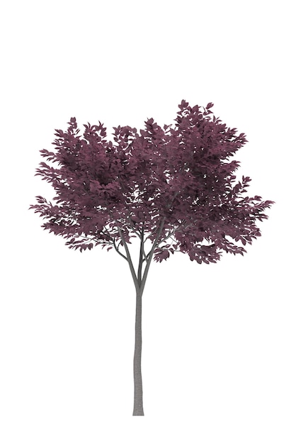 Arbre à feuilles caduques sur fond blanc élément de jardin isolé illustration 3D rendu cg