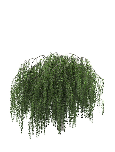 Arbre à feuilles caduques sur fond blanc Élément de jardin isolé illustration 3D rendu cg