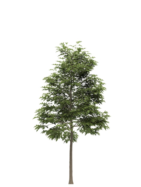 Arbre à feuilles caduques sur fond blanc Élément de jardin isolé illustration 3D rendu cg