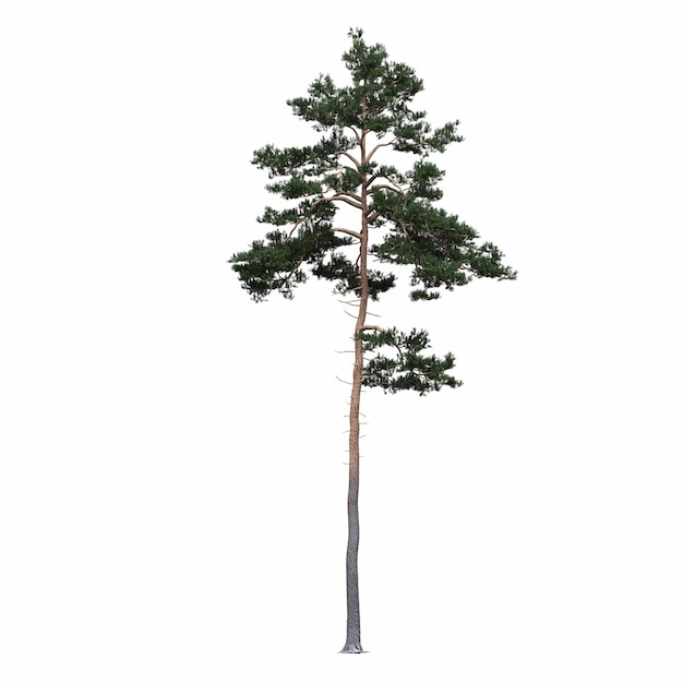 arbre à feuilles caduques, isolé sur fond blanc, illustration 3D, rendu cg