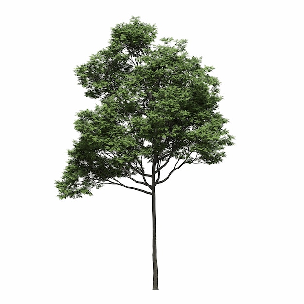 arbre à feuilles caduques, isolé sur fond blanc, illustration 3D, rendu cg