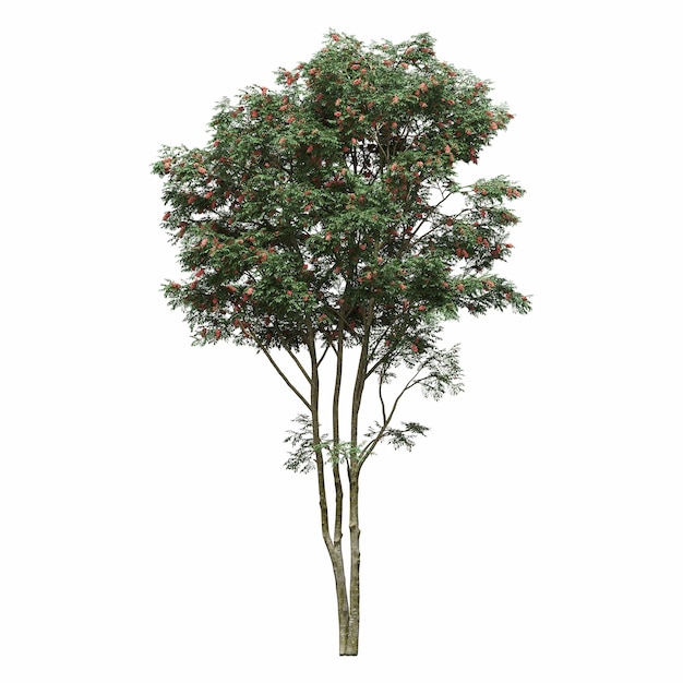 arbre à feuilles caduques, isolé sur fond blanc, illustration 3D, rendu cg