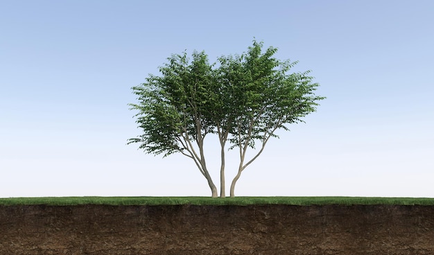 Arbre à feuilles caduques et sol coupé en dessous. Élément de jardin isolé, illustration 3D, rendu cg