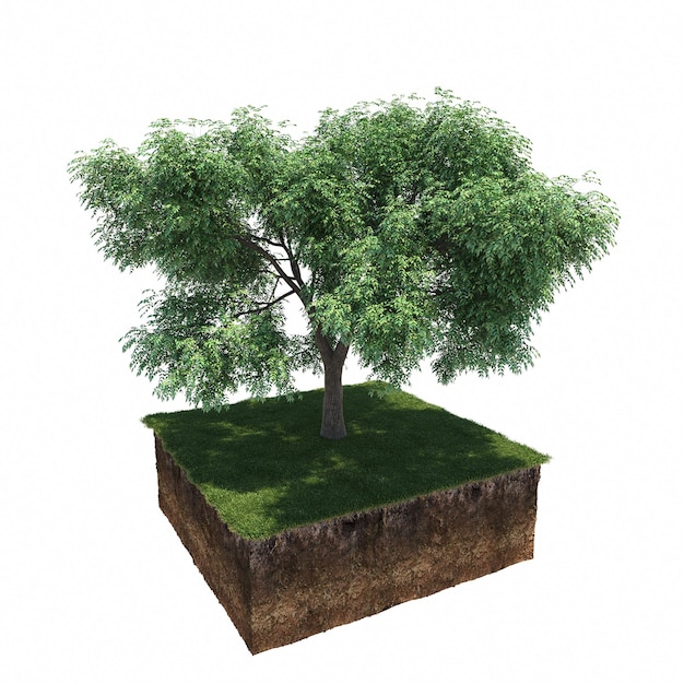 Arbre à feuilles caduques et sol coupé en dessous. Élément de jardin isolé, illustration 3D, rendu cg