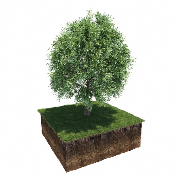 Arbre à feuilles caduques et sol coupé en dessous. Élément de jardin isolé, illustration 3D, rendu cg