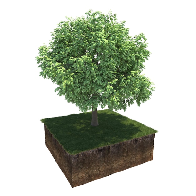 Arbre à feuilles caduques et sol coupé en dessous. Élément de jardin isolé, illustration 3D, rendu cg