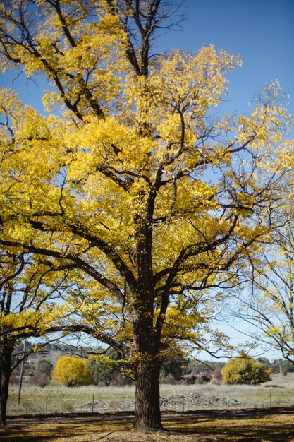 Photo arbre avec des feuilles jaunes d'automne