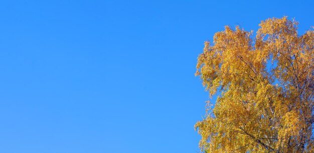 Un arbre avec des feuilles jaunes qui a le mot automne dessus