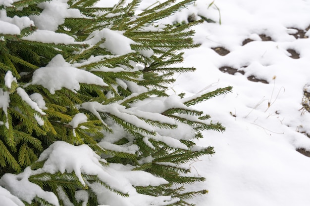 Arbre à feuilles persistantes sous la neige