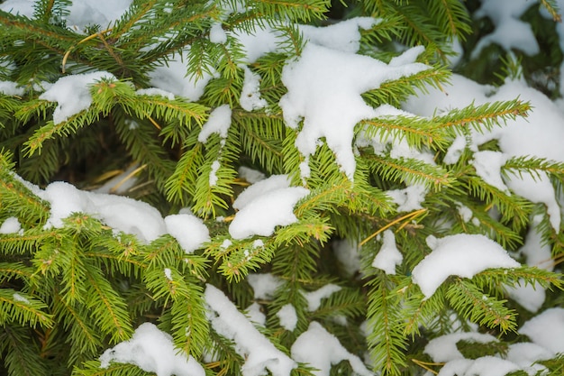 Arbre à feuilles persistantes sous la neige