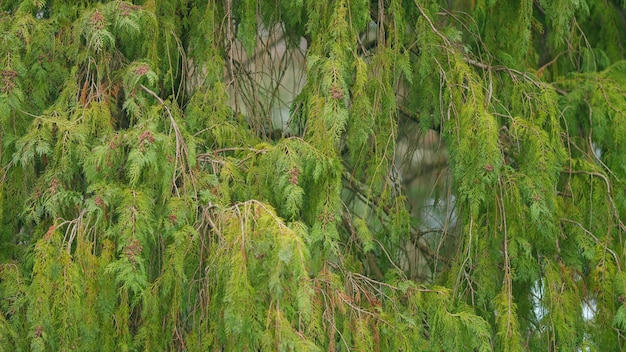 Photo l'arbre à feuilles persistantes de thuja thuja occidentalis est un arbre conifère toujours vert