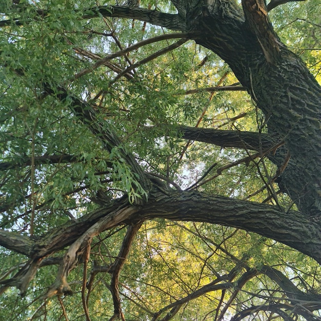 Un arbre avec des feuilles vertes et des branches portant le mot "arbre".