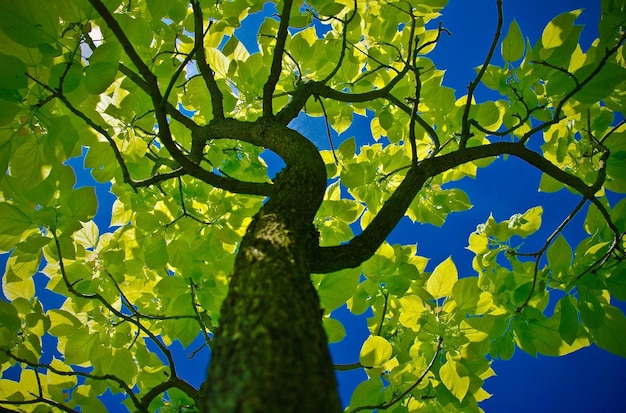 Photo un arbre avec des feuilles vertes et un ciel bleu en arrière-plan