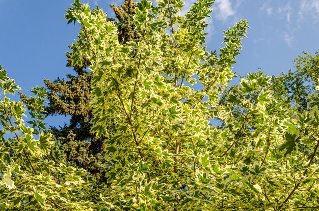 Un arbre avec des feuilles vertes et un ciel bleu en arrière-plan.