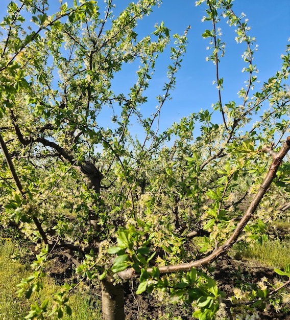 Un arbre avec des feuilles vertes et un ciel bleu en arrière-plan