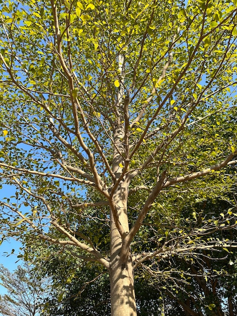 Un arbre avec des feuilles vertes et un ciel bleu en arrière-plan.