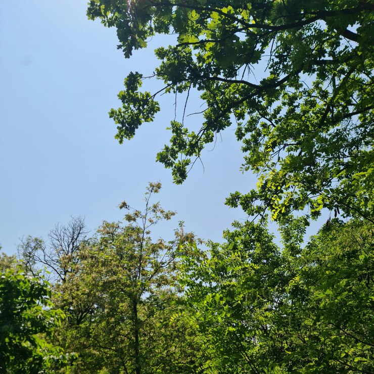 Photo un arbre avec des feuilles vertes et un ciel bleu avec le soleil qui brille dessus.