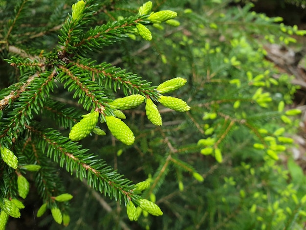 Un arbre avec des feuilles vertes et des cônes verts qui sont sur les branches.