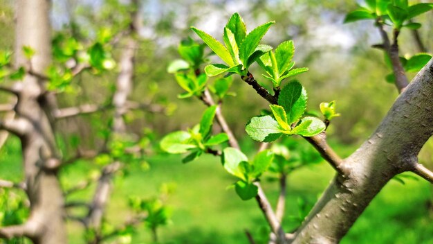 un arbre avec des feuilles vertes et un fond flou d'une forêt