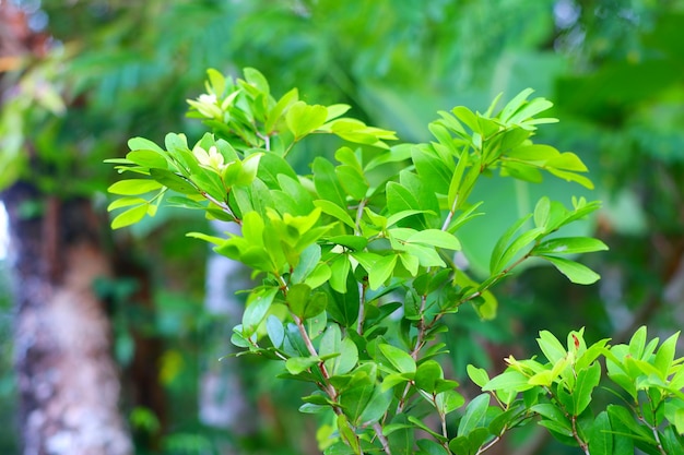 Un arbre avec des feuilles vertes et un fond vert