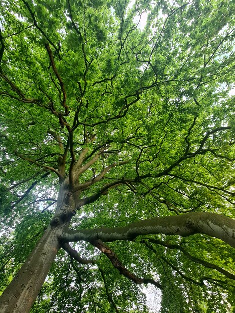 Un arbre avec des feuilles vertes et le mot "arbre" dessus