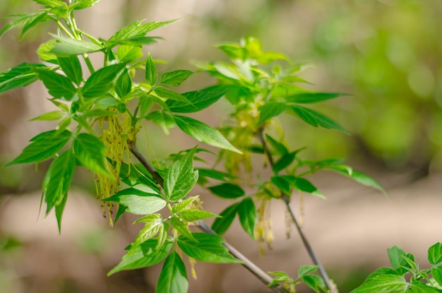 Un arbre avec des feuilles vertes et une plante verte avec le mot chanvre dessus.