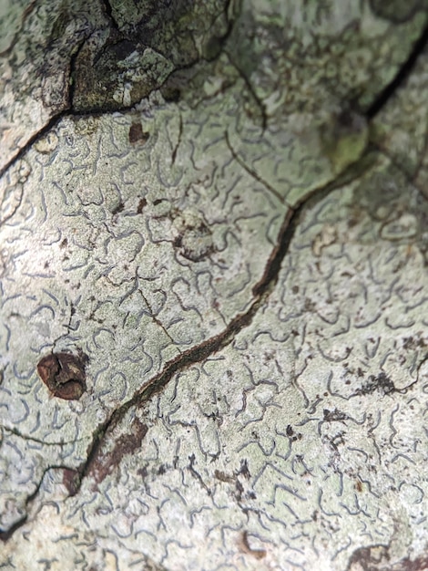 Un arbre avec une fissure dedans