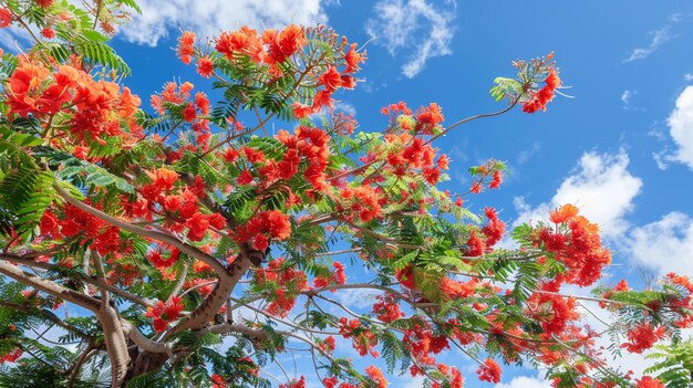 Photo l'arbre à flamme en fleurs est le royal poinciana delonix regia.