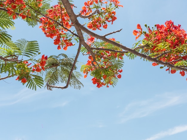 L&#39;arbre de la flamme sur fond de ciel bleu