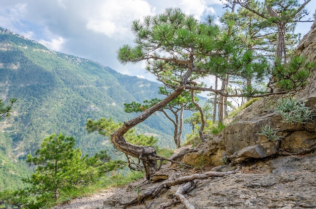 Un arbre à flanc de montagne