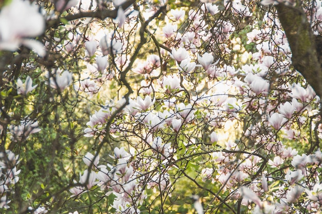 Photo un arbre avec une fleur blanche qui dit 