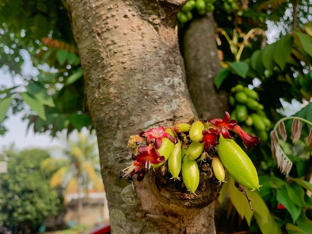 Photo un arbre avec une fleur dessus