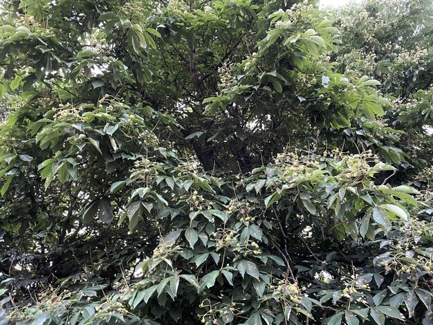 Un arbre avec une fleur dessus