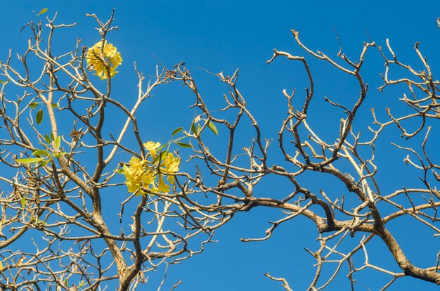 Arbre et fleur jaune avec fond de ciel bleu