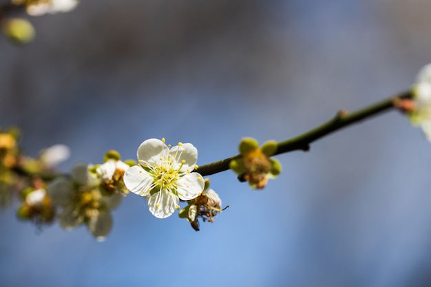 Arbre de fleur de prunier blanc