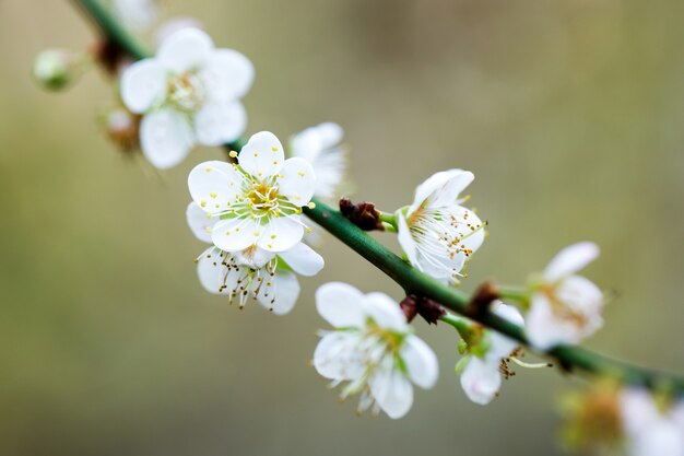 Arbre de fleur de prunier blanc