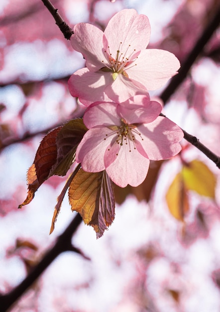 Photo arbre de fleur rose sakura d'okinawa