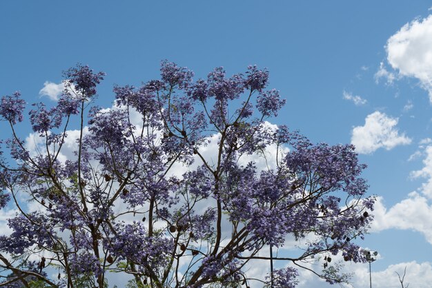 Arbre fleuri sur le ciel bleu