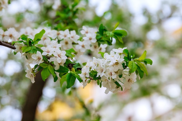 Arbre fleuri avec des fleurs blanches au printemps.