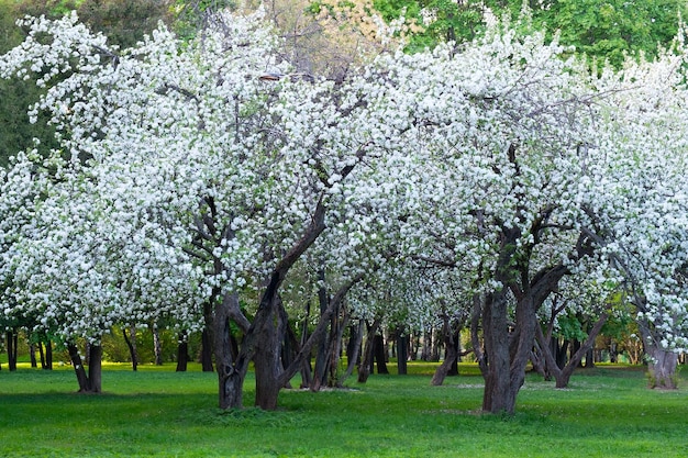 Arbre fleuri sur fond de fleurs de printemps nature