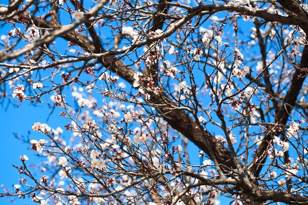 Arbre fleuri sur fond nature fleurs de printemps fond de printemps concept flou fond naturel fleurs d'abricot