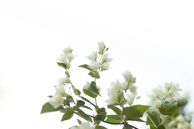 Arbre fleuri sur la nature