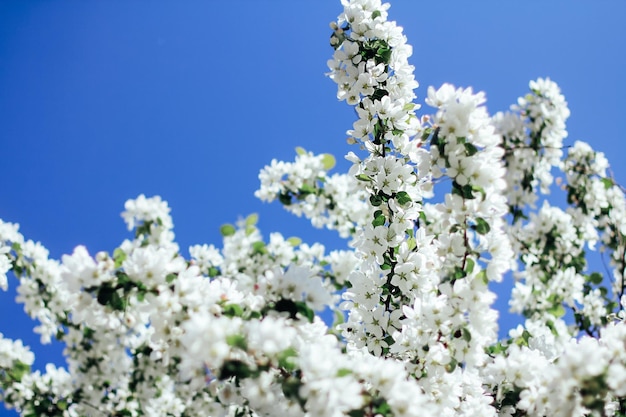 L'arbre fleurit abondamment au printemps avec des fleurs blanches