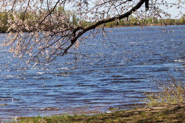 Arbre en fleurs d'abricot au bord de la rivière
