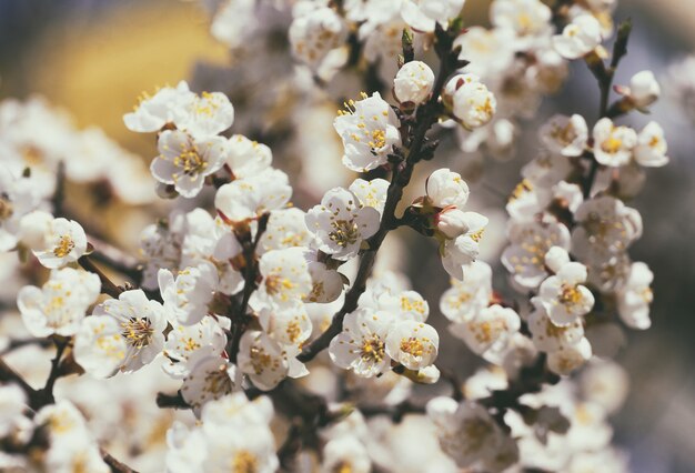 Arbre en fleurs abricot libre et ciel en arrière-plan